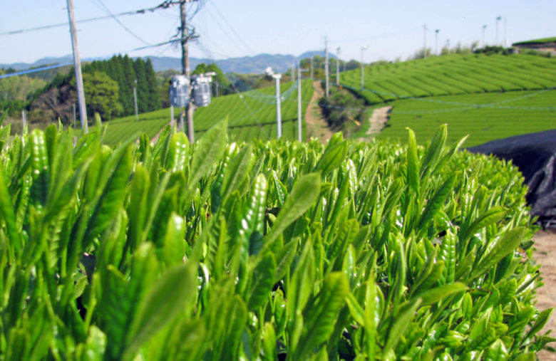 八女 & 星野村の観光情報 Japan KYUSHU Tourist ジャパン九州ツーリスト株式会社